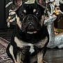 dog, french_bulldog, pet, christmas_tree, holiday, ornament, reindeer, indoor, rug, paws, ears, face, portrait, black_and_tan, close_up, festive, lights, decoration, hardwood_floor, cute