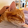 Ronron participe au concours pour gagner de l'argent avec cette photo : cat, ginger_cat, sleeping, close_up, whiskers, ear, person, hand, lap, indoor, blurred_background, peaceful, resting, feline, pet, cozy, fur, pink_nose, relaxation, domestic_animal