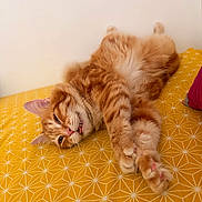 Ronron a rejoint le concours — aidez-le/la à gagner de superbes lots ! cat, orange_tabby, pet, feline, relaxed, lying_down, paw, fur, whiskers, indoor, bed, yellow, pattern, cute, animal, sleepy, domestic_cat, stretching, soft, cozy