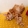 cat, orange_tabby, pet, feline, relaxed, lying_down, paw, fur, whiskers, indoor, bed, yellow, pattern, cute, animal, sleepy, domestic_cat, stretching, soft, cozy