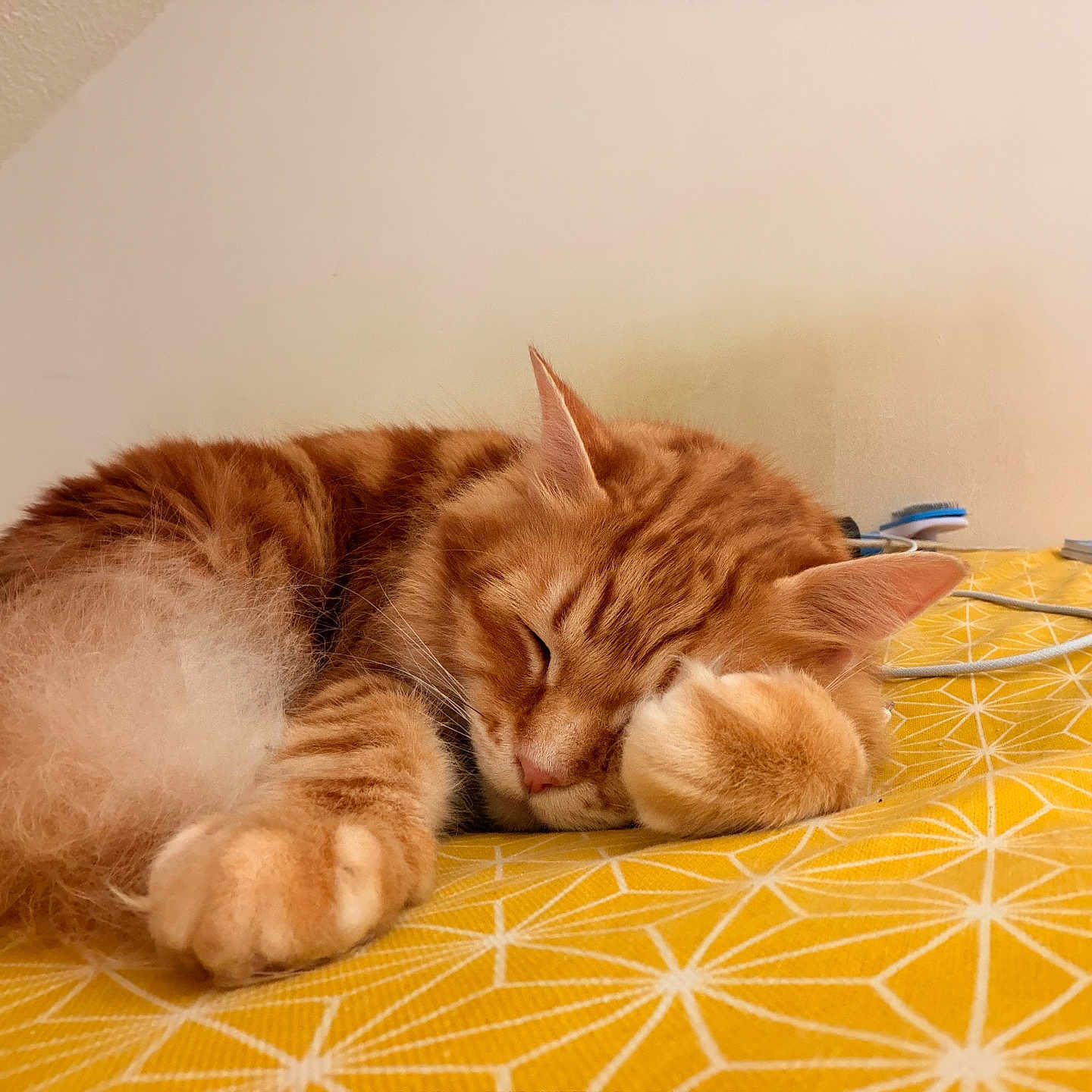 Ronron participe au concours pour gagner de l'argent avec cette photo : cat, orange_tabby, sleeping, fur, fluffy, paw, blanket, yellow, pattern, indoor, resting, cute, pet, domestic_cat, cozy, animal, whiskers, relaxed, soft, feline