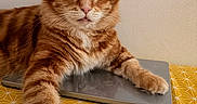 Ronron a rejoint le concours — aidez-le/la à gagner de superbes lots ! cat, orange_tabby, laptop, handheld_gaming_device, tablecloth, yellow, paw, feline, indoor, relaxed, technology, pet, closeup, device, resting, striped, cute, home, portrait, table