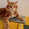 cat, orange_tabby, laptop, handheld_gaming_device, tablecloth, yellow, paw, feline, indoor, relaxed, technology, pet, closeup, device, resting, striped, cute, home, portrait, table