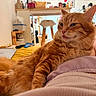 Ronron participe au concours pour gagner de l'argent avec cette photo : cat, orange_tabby, pets, indoor, lounge, fur, tongue_out, person, lap, furniture, kitchen, stool, refrigerator, magnet, photograph, blanket, cozy, home, relaxing, closeup