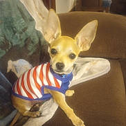 Gunner joined the competition — help win amazing prizes! animal, blanket, brown_couch, chihuahua, clothing, companion, couch, cozy, curious, cute, dog, ears, furniture, home, indoor, looking_at_camera, pet, seated, small_dog, striped_shirt