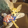 animal, blanket, brown_couch, chihuahua, clothing, companion, couch, cozy, curious, cute, dog, ears, furniture, home, indoor, looking_at_camera, pet, seated, small_dog, striped_shirt