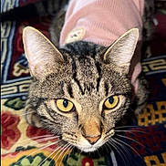 Pookie joined the competition — help win amazing prizes! cat, tabby_cat, pet, animal, yellow_eyes, pink_sweater, clothing, whiskers, ears, close_up, portrait, indoor, rug, patterned_rug, colorful, floor, feline, cute, curious, domestic_animal