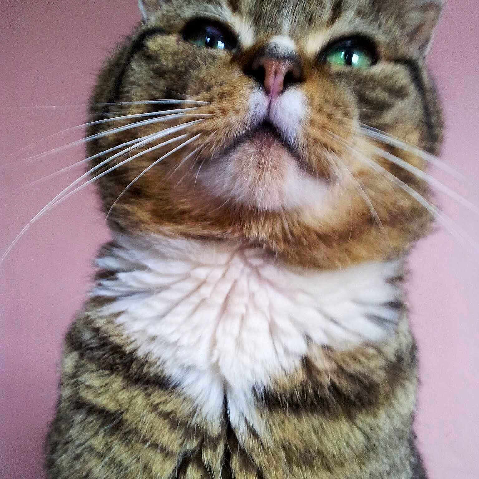 Fatso