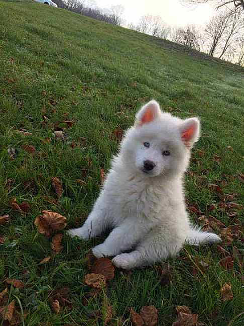 Mao participe au concours pour gagner de l'argent avec cette photo : american_eskimo_dog, canidae, carnivore, companion_dog, dog, dog_breed, fur, grass, indian_spitz, non_sporting_group, samoyed, sky, snout, sporting_group, tail, terrestrial_animal, tree, volpino_italiano, working_animal
