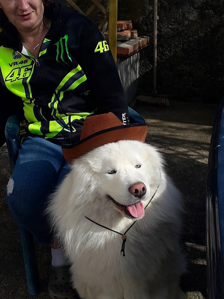 Mao a rejoint le concours — aidez-le/la à gagner de superbes lots ! ancient_dog_breeds, canidae, carnivore, companion_dog, dog, dog_breed, dog_supply, fang, fur, happy, high_visibility_clothing, non_sporting_group, personal_protective_equipment, rally_obedience, snout, spitz, sporting_group, vehicle_registration_plate, working_dog