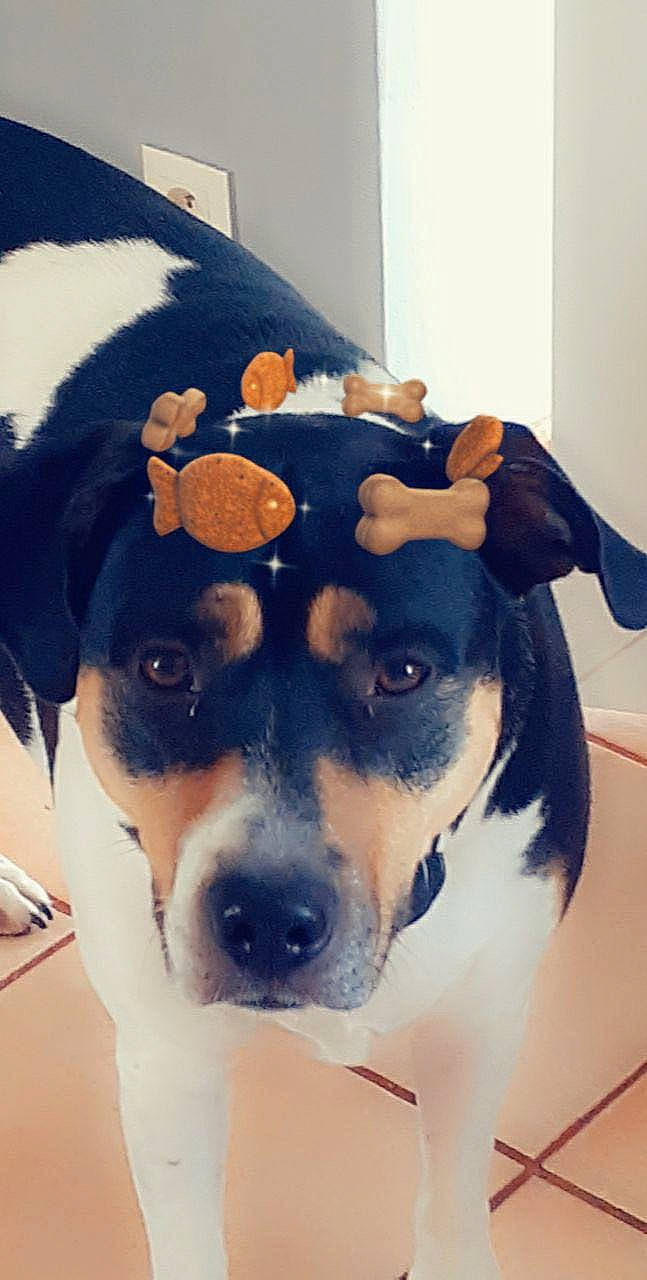 Palma participe au concours pour gagner de l'argent avec cette photo : cable_television, canidae, carnivore, collar, companion_dog, couch, dog, dog_breed, dog_clothes, dog_supply, fawn, fur, pet_supply, puppy_love, snout, sporting_group, stuffed_toy, terrier, whiskers, working_animal