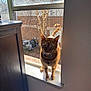 Ginger is registered to the contest to win money with this photo: cat, ginger_cat, windowsill, window, sunlight, indoor, outdoor, tree, brick_building, pet, animal, curious, feline, collar, daylight, houseplant, shadow, tail, ears, whiskers
