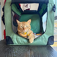Ginger is registered to the contest to win money with this photo: cat, orange_tabby, pet_carrier, green, table, wooden_table, indoor, window, sunlight, collar, bell, relaxed, feline, pet, domestic_animal, fabric, zipper, cap, wall, background