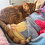 Ginger is registered to the contest to win money with this photo: cat, ginger_cat, sleeping, blanket, colorful_blanket, indoor, cozy, feline, pet, relaxed, fur, tail, pink_shirt, person, door, soft_texture, close_up, resting, animal, companion