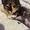 Lola joined the competition — help win amazing prizes! kitten, calico, cat, pet, animal, feline, cute, sleepy, fur, whiskers, paw, indoor, blanket, soft, closeup, young, adorable, resting, cozy, relaxed