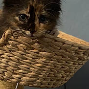 Lola joined the competition — help win amazing prizes! kitten, cat, tortoiseshell, basket, pet, indoor, curious, feline, animal, cute, whiskers, ears, eyes, woven_basket, home, cozy, playful, young, small, resting