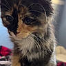 Lola is registered to the contest to win money with this photo: kitten, cat, tortoiseshell, fur, whiskers, paw, pet, animal, cute, indoor, blanket, soft, feline, young, small, curious, sitting, closeup, domestic, adorable