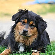 Jessy participe au concours pour gagner de l'argent avec cette photo : dog, animal, pet, grass, outdoor, fur, black, tan, cute, lying_down, face, ears, nose, nature, canine, friendly, muzzle, portrait, eyes, paws