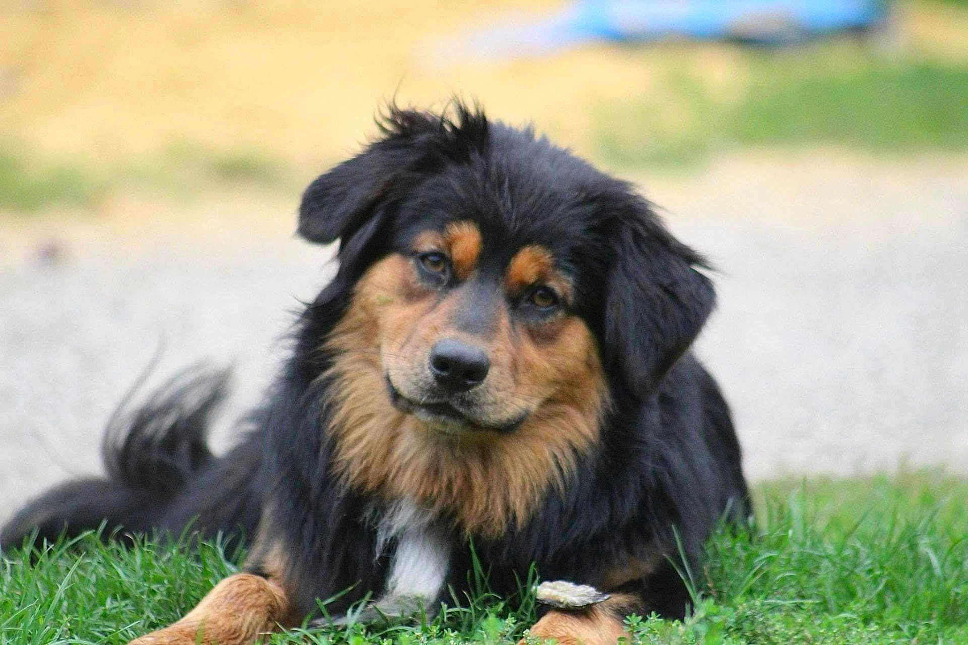 Jessy participe au concours pour gagner de l'argent avec cette photo : dog, animal, pet, grass, outdoor, fur, black, tan, cute, lying_down, face, ears, nose, nature, canine, friendly, muzzle, portrait, eyes, paws