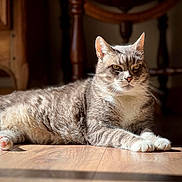 Simba a rejoint le concours — aidez-le/la à gagner de superbes lots ! cat, tabby, gray_cat, indoor, wooden_floor, sunlight, relaxed, feline, pet, animal, whiskers, paws, fur, domestic_cat, resting, closeup, home_interior, shadow, natural_light, quiet