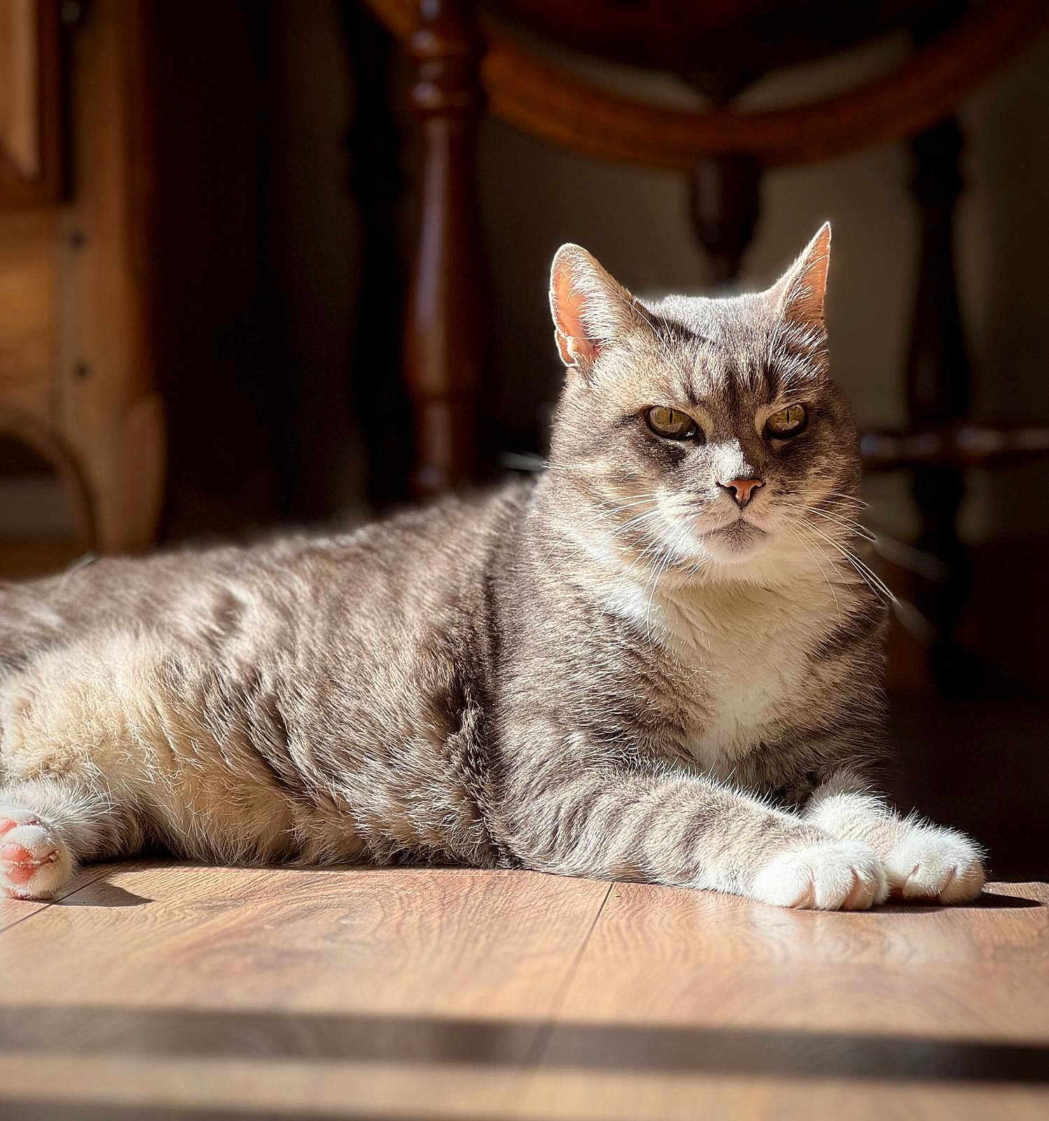 Simba