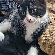 Fred is registered to the contest to win money with this photo: cat, kitten, tuxedo_cat, whiskers, indoor, cushion, blanket, fur, pet, animal, closeup, relaxed, cute, black_and_white, paw, sleepy, soft_texture, resting, young, cozy