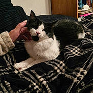 Jess joined the competition — help win amazing prizes! cat, black_and_white, pet, animal, indoor, blanket, hand, furniture, relaxing, cozy, comfort, couch, pattern, fur, resting, domestic, cute, companionship, warm, content