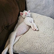 Ella May is registered to the contest to win money with this photo: animal, bed, bedroom, blanket, canine, cat, couch, cushion, dog, furniture, homedecor, indoors, kitten, linen, person, pet, pillow, quilt, room, sleeping
