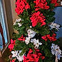cat, christmas_tree, red_flowers, white_flowers, pine_cones, indoor, holiday_decor, greenery, curious_cat, peeking, festive, decorations, plant, pet, animal, fur, face, eyes, tree, nature