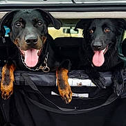 Jaja Et Nikii participe au concours pour gagner de l'argent avec cette photo : dog, black_dog, pets, car, vehicle_interior, tongue_out, happy, playful, canine, animal, two_dogs, leash, collar, front_paws, looking, transportation, travel, companion, domestic_animal, friendship