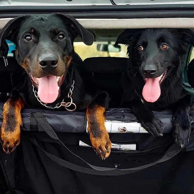Jaja Et Nikii participe au concours pour gagner de l'argent avec cette photo : dog, black_dog, pets, car, vehicle_interior, tongue_out, happy, playful, canine, animal, two_dogs, leash, collar, front_paws, looking, transportation, travel, companion, domestic_animal, friendship