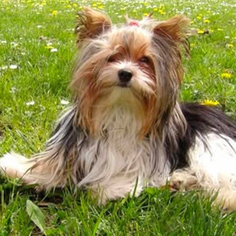 Uncle a rejoint le concours — aidez-le/la à gagner de superbes lots ! affenpinscher, animal, ball, canine, dog, field, flower, football, grass, grassland, lawn, nature, outdoors, pet, plant, puppy, soccer, soccerball, sport, terrier