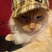 Chapouya participe au concours pour gagner de l'argent avec cette photo : cat, fluffy, cream_color, hat, plaid, pet, animal, indoor, resting, cute, whiskers, feline, portrait, closeup, cozy, relaxed, domestic_cat, face, fur, paw