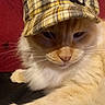 animal, cat, closeup, cozy, cream_color, cute, domestic_cat, face, feline, fluffy, fur, hat, indoor, paw, pet, plaid, portrait, relaxed, resting, whiskers
