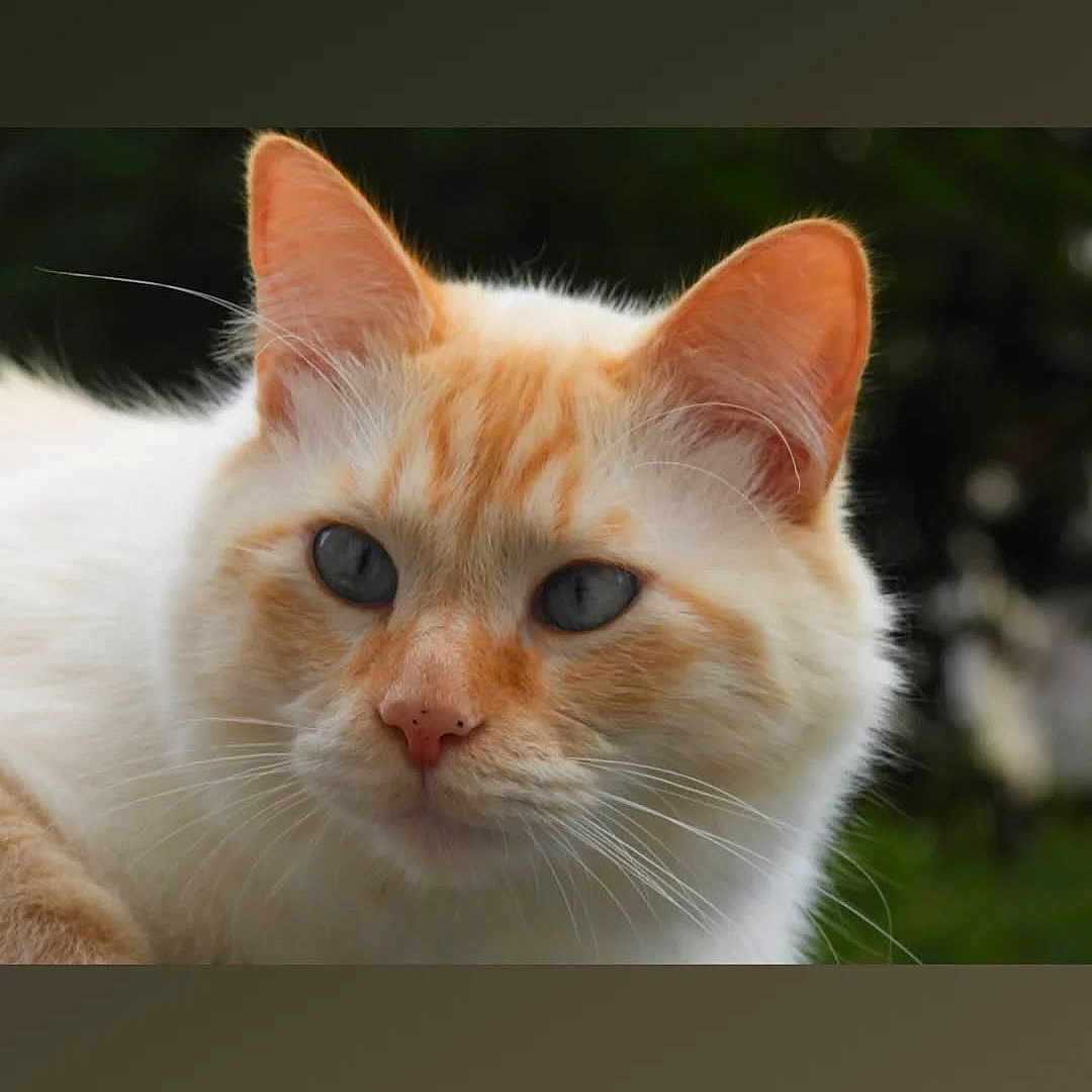 Chapouya participe au concours pour gagner de l'argent avec cette photo : cat, animal, pet, feline, close_up, outdoor, nature, blue_eyes, whiskers, ears, face, fur, cute, calm, portrait, mammal, domestic_animal, looking_away, soft_light, fluffy