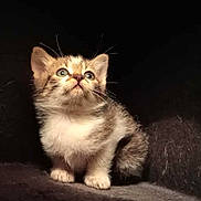 Pirate a rejoint le concours — aidez-le/la à gagner de superbes lots ! kitten, cat, animal, cute, fur, whiskers, small, pet, curious, looking_up, fluffy, young, domestic_cat, mammal, indoor, soft, texture, adorable, portrait, feline
