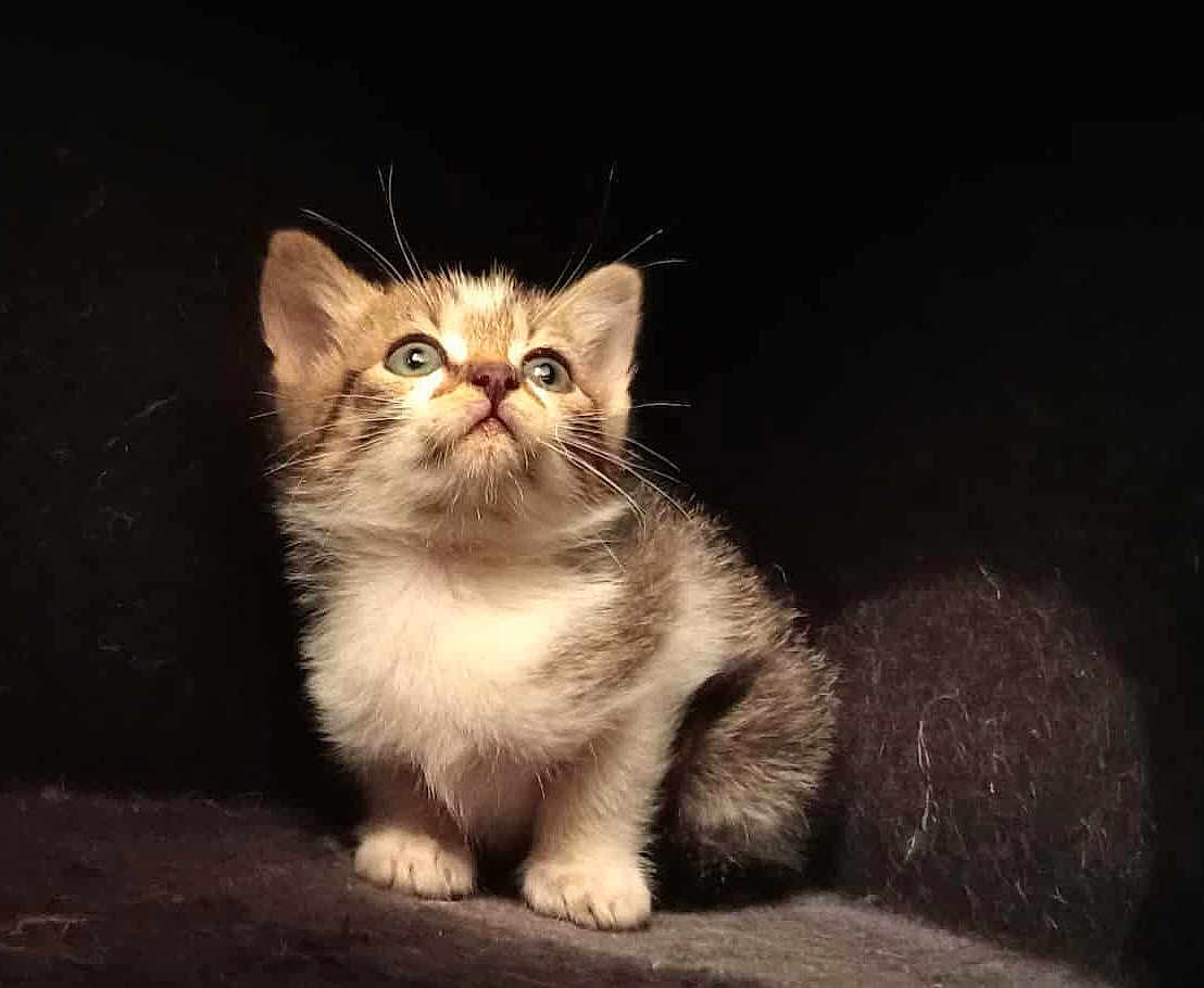 Pirate a rejoint le concours — aidez-le/la à gagner de superbes lots ! kitten, cat, animal, cute, fur, whiskers, small, pet, curious, looking_up, fluffy, young, domestic_cat, mammal, indoor, soft, texture, adorable, portrait, feline