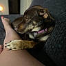 Koda joined the competition — help win amazing prizes! dog, paw, leg, couch, purple_collar, indoor, relaxing, comfort, brown_dog, pet, furniture, human_leg, resting, cozy, domestic, animal, side_view, close_up, soft_lighting, companion