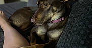 Koda is registered to the contest to win money with this photo: dog, brown_dog, paw, leg, couch, sofa, indoor, pet, collar, relaxing, furniture, home, domestic_animal, canine, resting, comfort, animal, living_room, person_leg, closeup