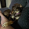 dog, brown_dog, paw, leg, couch, sofa, indoor, pet, collar, relaxing, furniture, home, domestic_animal, canine, resting, comfort, animal, living_room, person_leg, closeup