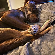 Koda joined the competition — help win amazing prizes! dog, sleeping, paws, blanket, indoor, resting, brown_fur, furniture, dresser, cozy, pet, canine, relaxing, bedroom, animal, domestic, quiet, comfort, peaceful, closeup