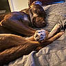 dog, sleeping, paws, blanket, indoor, resting, brown_fur, furniture, dresser, cozy, pet, canine, relaxing, bedroom, animal, domestic, quiet, comfort, peaceful, closeup