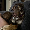 Koda joined the competition — help win amazing prizes! dog, brown_dog, indoor, couch, sofa, paw, leg, pet, animal, companion, relaxing, domestic, living_room, furniture, collar, tag, cozy, dim_lighting, resting, closeup
