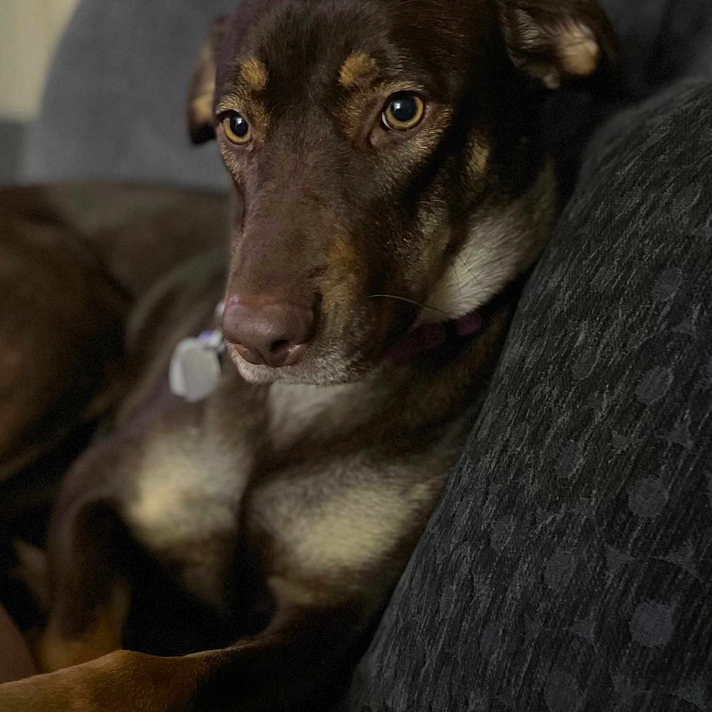 Koda