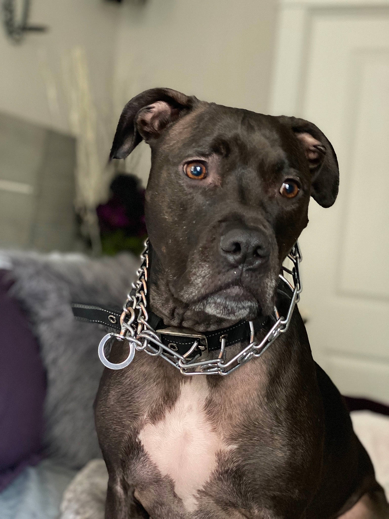 Kya joined the competition — help win amazing prizes! alaunt, american_pit_bull_terrier, american_staffordshire_terrier, bandog, canidae, carnivore, collar, dog, dog_breed, dog_collar, fawn, mammal, non_sporting_group, pit_bull, rare_breed_dog, snout, sporting_group, staffordshire_bull_terrier, vertebrate, whiskers