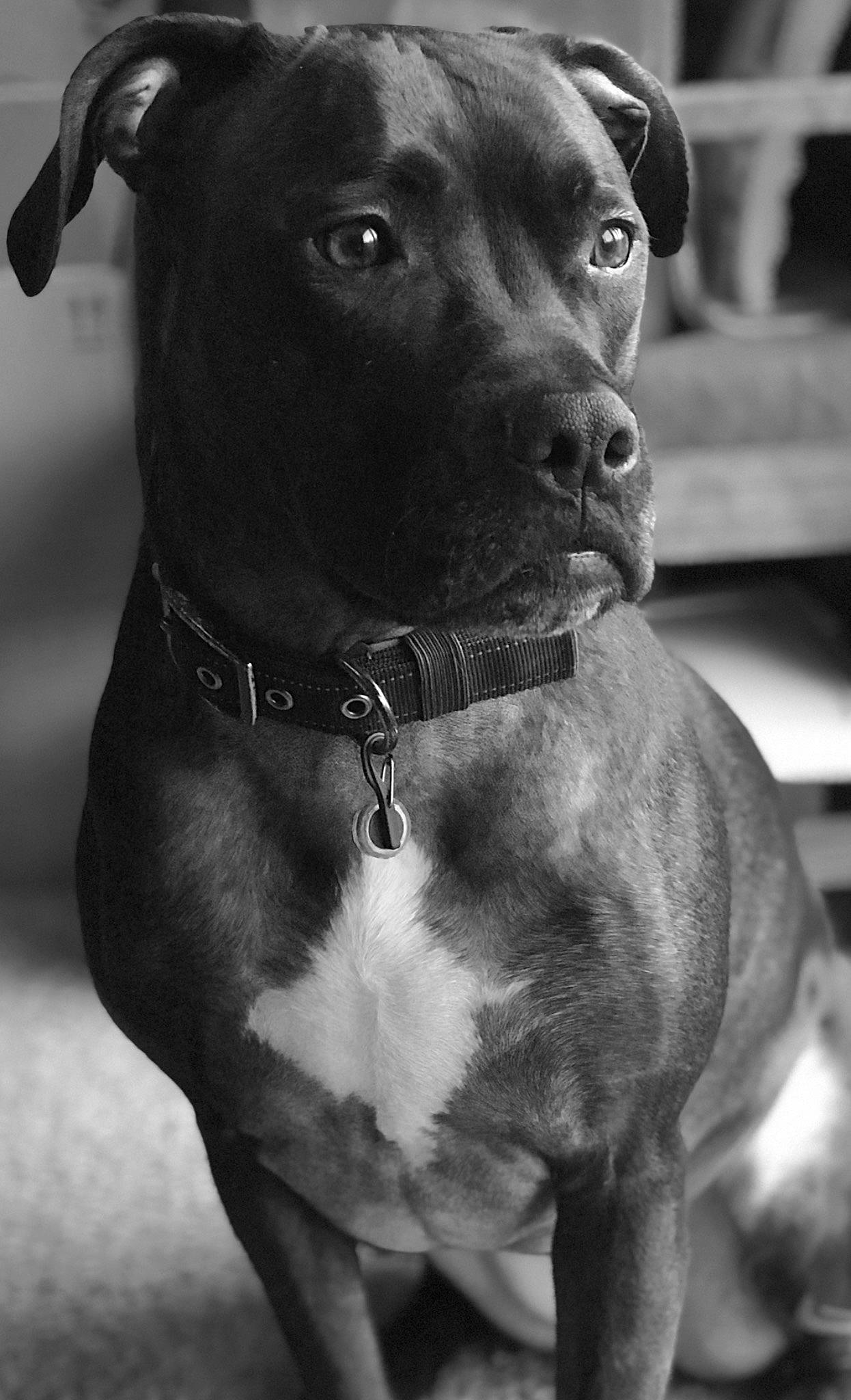 Kya is registered to the contest to win money with this photo: american_pit_bull_terrier, american_staffordshire_terrier, bandog, black_and_white, bull_and_terrier, canidae, carnivore, dog, dog_breed, ear, fawn, mammal, molosser, non_sporting_group, pit_bull, snout, sporting_group, staffordshire_bull_terrier, vertebrate, whiskers