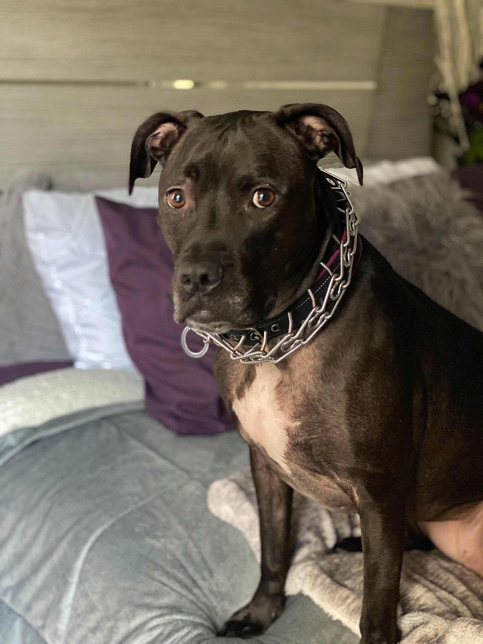 Kya joined the competition — help win amazing prizes! american_pit_bull_terrier, american_staffordshire_terrier, canidae, carnivore, companion_dog, dog, dog_breed, dog_collar, fawn, mammal, non_sporting_group, patterdale_terrier, rare_breed_dog, snout, sporting_group, staffordshire_bull_terrier, terrier, vertebrate, whiskers