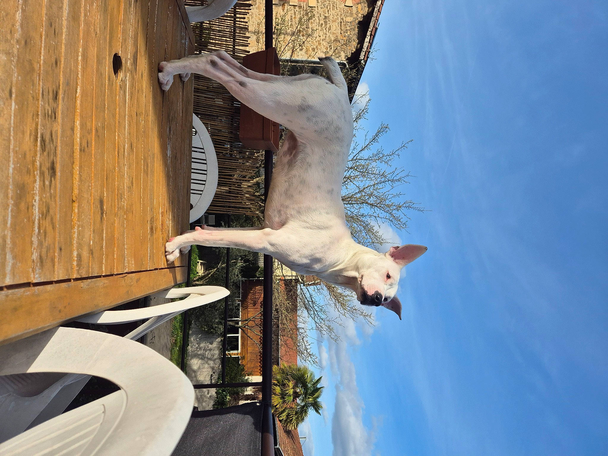 Rosy participe au concours pour gagner de l'argent avec cette photo : building, carnivore, cat, cloud, fawn, felidae, fur, pet_supply, plant, sky, small_to_medium_sized_cats, tail, tree, trunk, water, window, wood