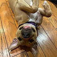 Cindy Lou joined the competition — help win amazing prizes! dog, puppy, upside_down, floor, wooden_floor, ears, collar, pet, indoor, playful, happy, canine, animal, brown_dog, fur, domestic_animal, cute, relaxed, lying_down, tongue_out