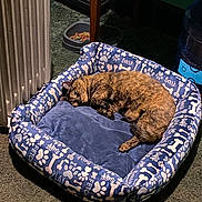 Zoey joined the competition — help win amazing prizes! cat, tortoiseshell, pet_bed, blue, bones_pattern, paw_prints, carpet, food_bowl, indoor, furniture_leg, radiator, water_dispenser, resting, curled_up, cozy, sleepy, animal, domestic, pet, floor